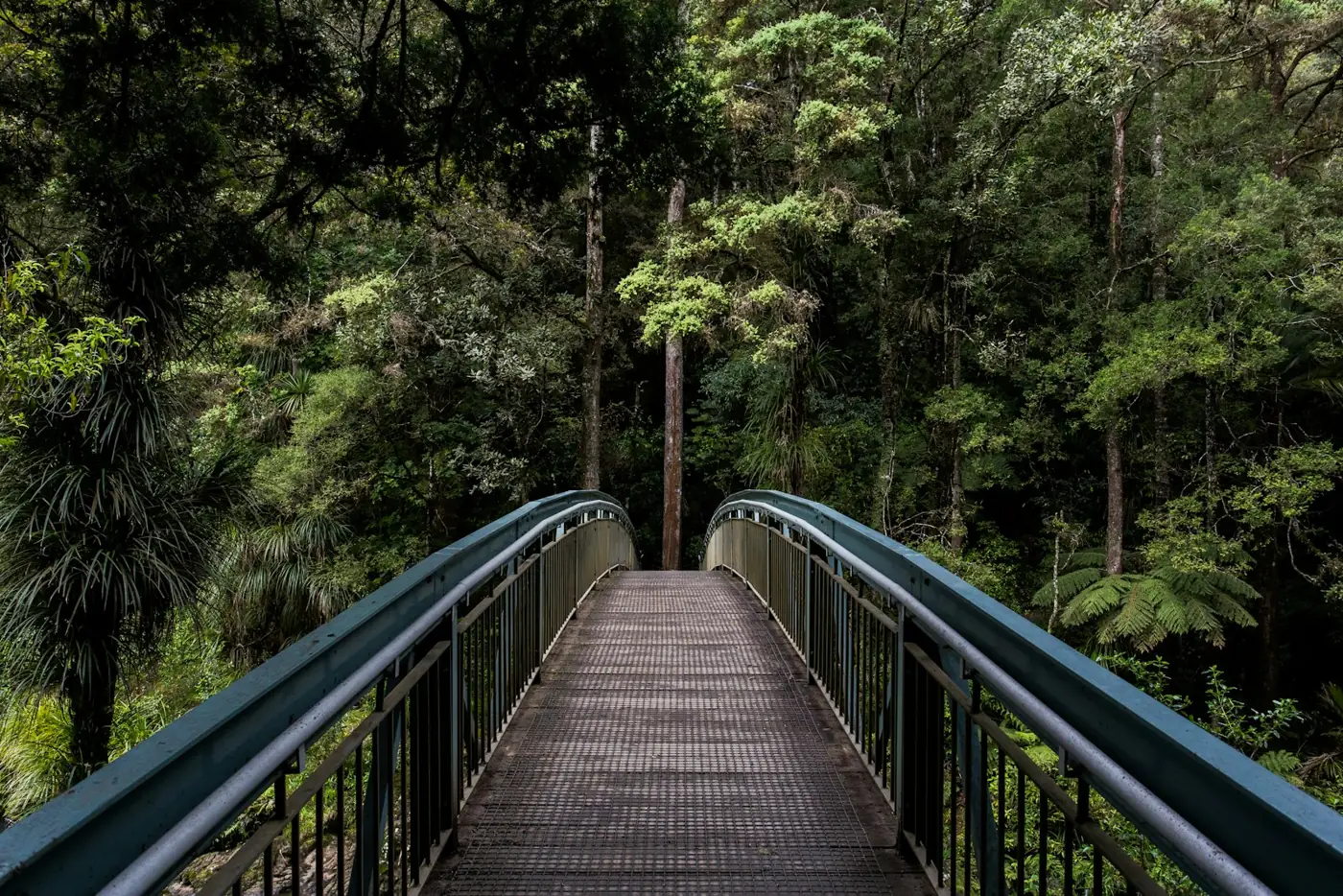 A wooden footbridge leading into a green forest