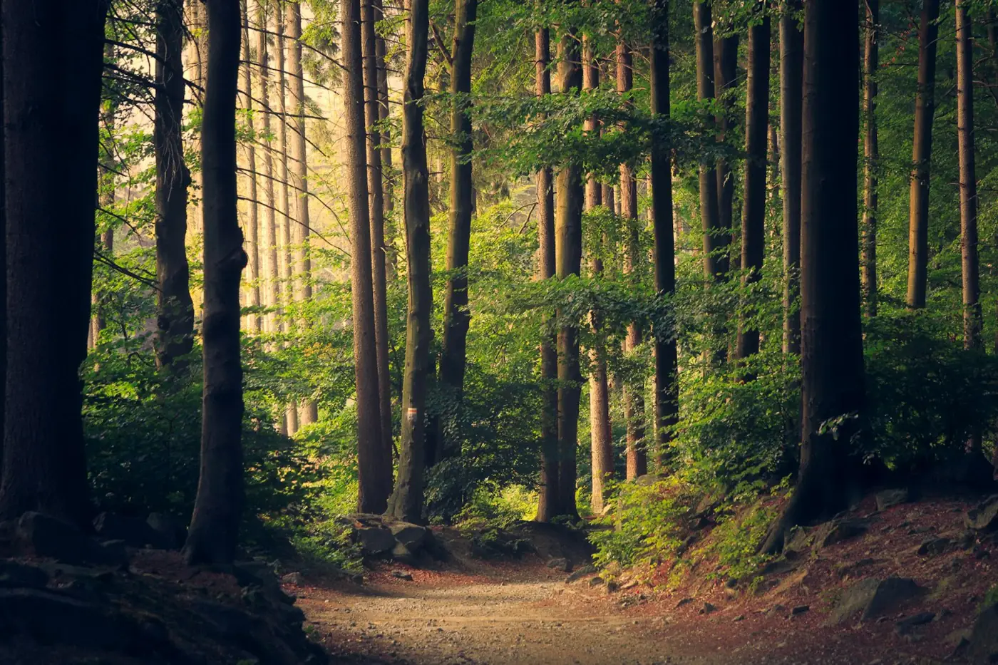 A path winding through a sunlit forest