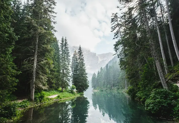 Mist rising off a calm river between tall pine trees