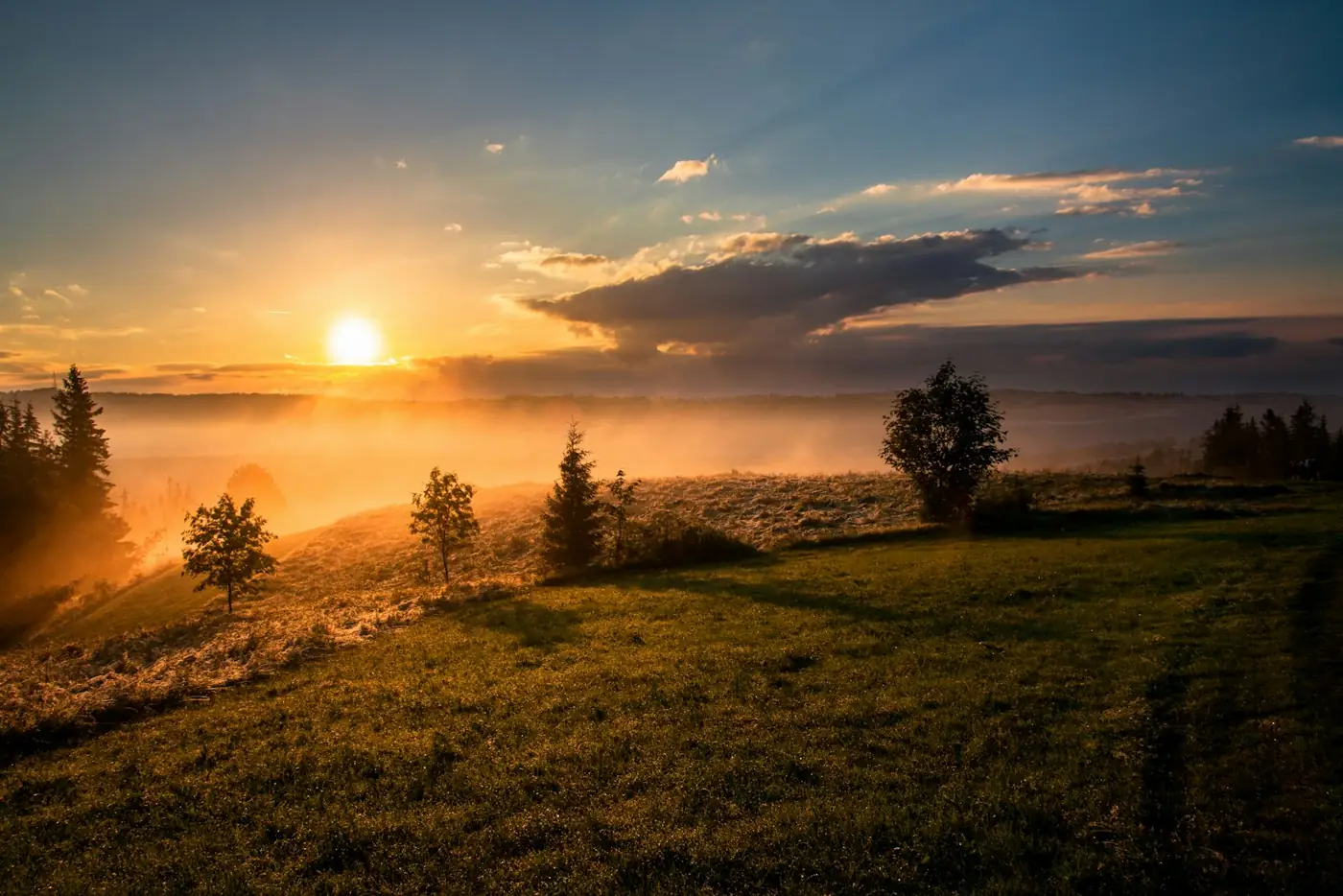 Sun rising over a misty meadow with scattered trees